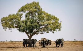Circuit safari Kenya : les étapes incontournables pour une aventure réussie