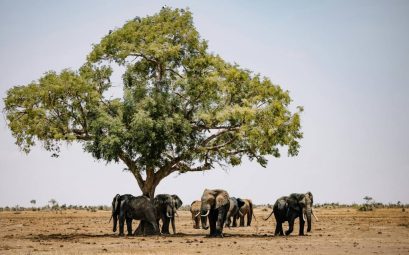 Circuit safari Kenya : les étapes incontournables pour une aventure réussie