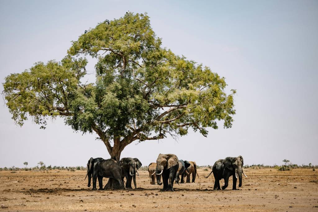 Circuit safari Kenya : les étapes incontournables pour une aventure réussie