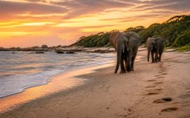 Afrique du Sud et Mozambique : voyage entre safaris, plages et aventures inoubliables