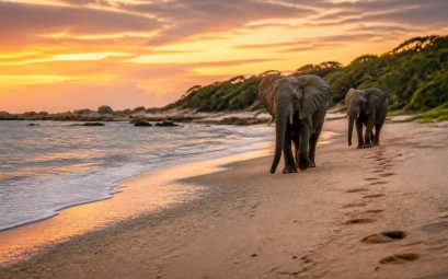 Afrique du Sud et Mozambique : voyage entre safaris, plages et aventures inoubliables