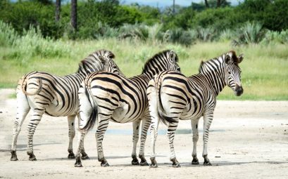 Voyage au botswana en famille : quand partir et comment organiser son safari