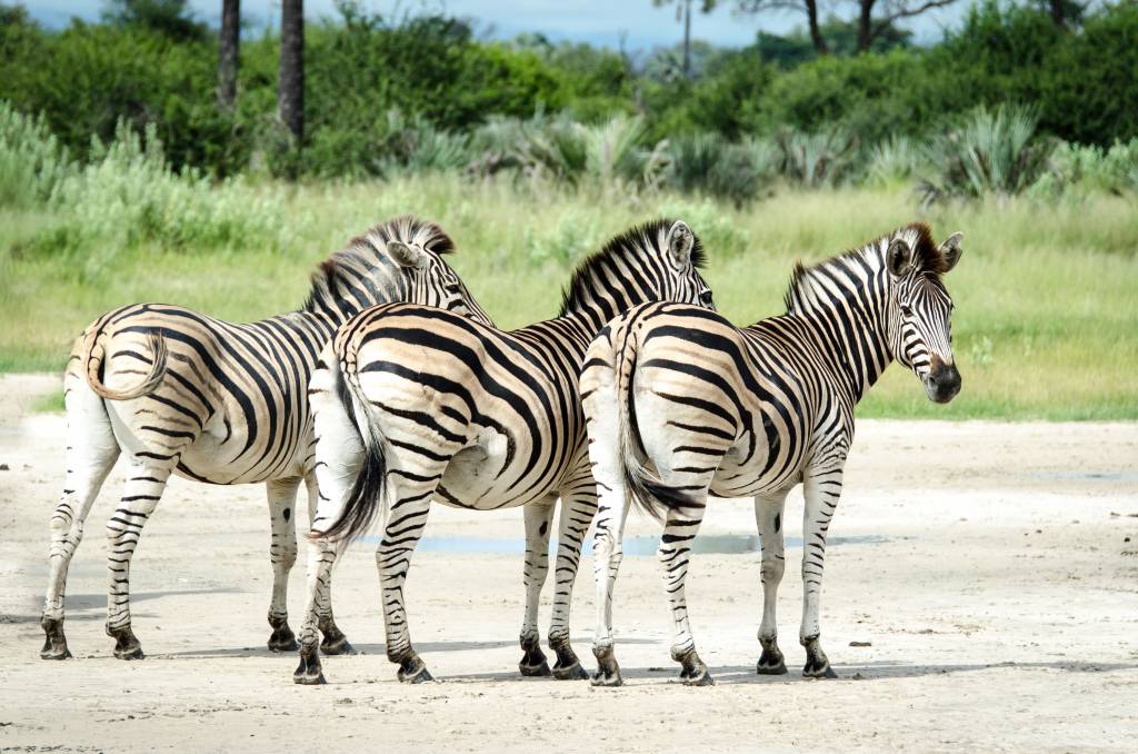 Voyage au botswana en famille : quand partir et comment organiser son safari