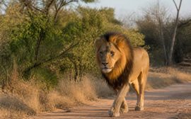 Afrique du sud : quel parc animalier visiter pour un safari inoubliable