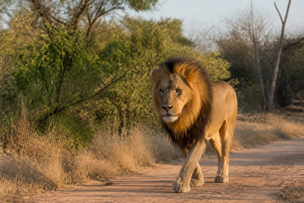 Afrique du sud : quel parc animalier visiter pour un safari inoubliable