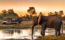 Agence de voyage Botswana : circuits, safaris et conseils pour un séjour sur mesure