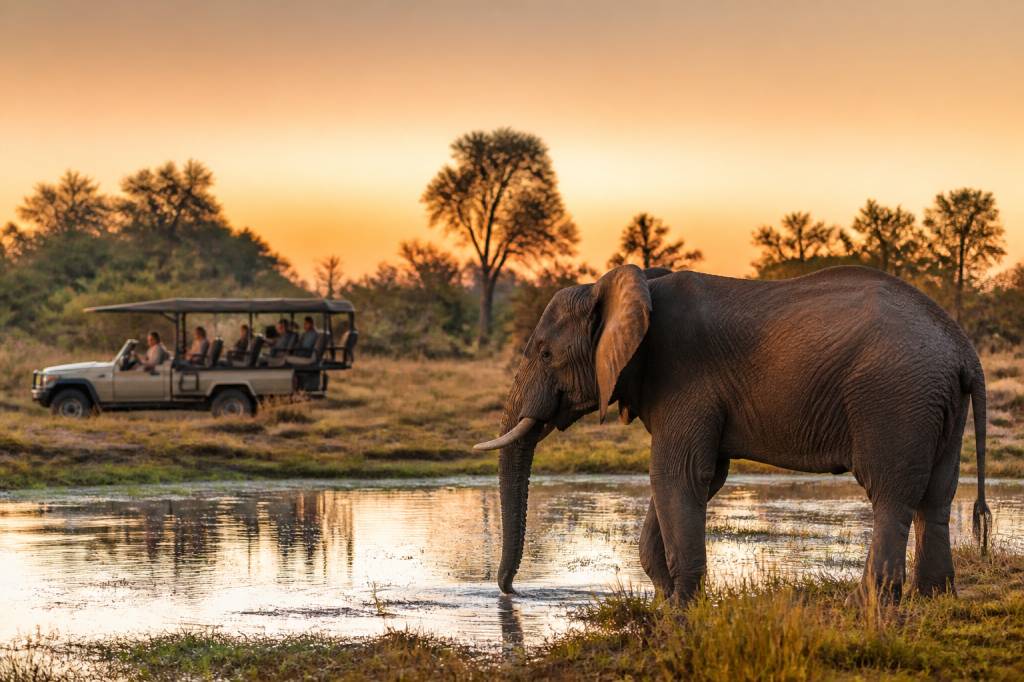 Agence de voyage Botswana : circuits, safaris et conseils pour un séjour sur mesure