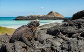 Équateur et îles Galápagos : un voyage inoubliable entre nature et aventure