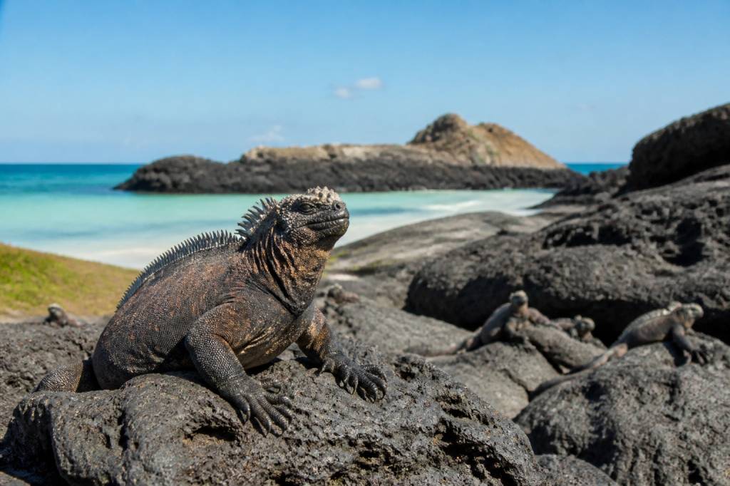 Équateur et îles Galápagos : un voyage inoubliable entre nature et aventure
