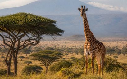 Destination Afrique : les plus beaux endroits à découvrir pour un voyage inoubliable