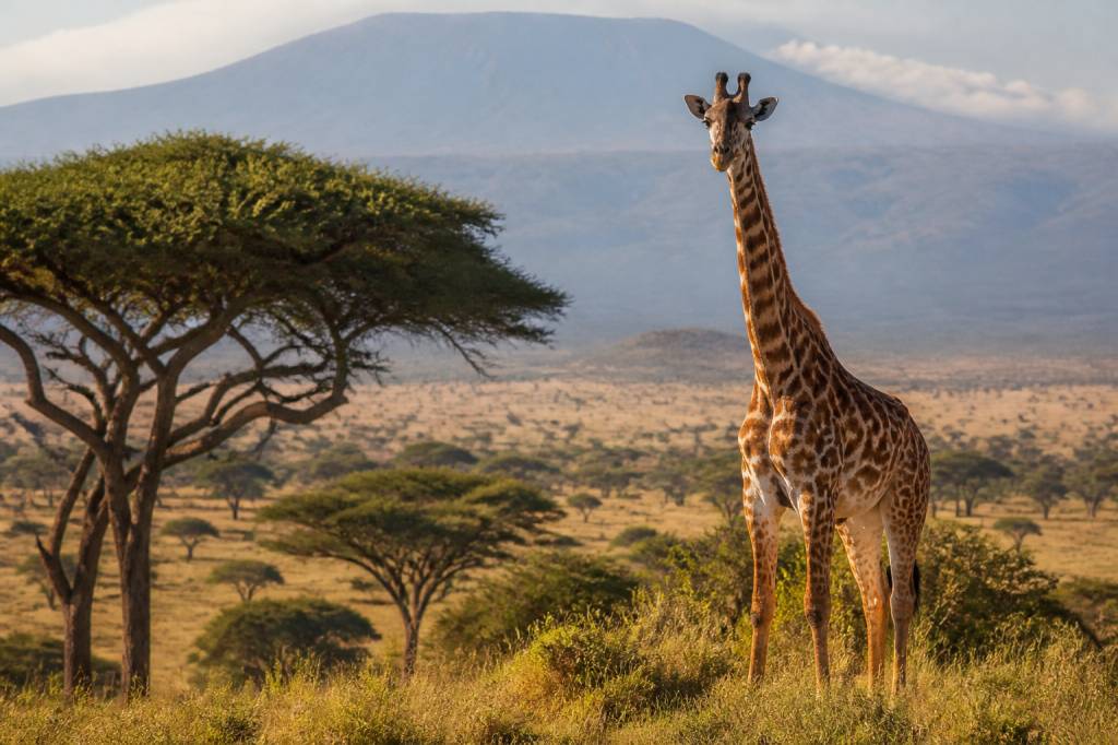 Destination Afrique : les plus beaux endroits à découvrir pour un voyage inoubliable